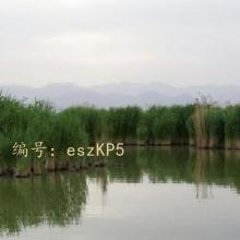ʵ